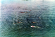 Ruderboote bei Immenstaad 1980