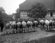 Dettingern/ Teck: Viehmarkt 1939