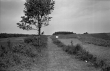 Weide bei Lenningen- Schopfloch 1939