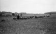 Schafherde beim Schopflocher Moor 1937
