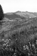 Kahlgeschlagener Waldboden auf der Kreuzlershöhe bei Kreuztal (Allgäu) 1908 