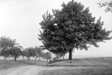 Sperberbaum (Sorbus domestica) bei Pfaffenhofen- Weiler an der Zaber, 1926 