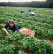 Saisonarbeiterinnen bei der Erdbeerernte auf einer Erdbeerplantage bei Durmersheim 1991