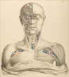 Chirurgisch-anatomische Tafeln