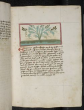 Kräuterpflanze: Electerium (Carum carvi = Wiesenkümmel / Apiaceae) / Kümmelsaft Kräuterbuch