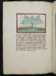 Kräuterpflanze: "Dantus" (Pastinaca sativa / Apiaceae) / Pastinake Kräuterbuch