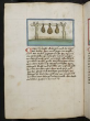 An einer Stange aufgehängte Drüsensäcke: Castorium / Bibergeil (Drüsensekret der Analdrüse des Bibers) Kräuterbuch