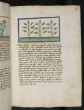 Kräuterpflanze: Menta (Mentha / Lamiaceae) / Minze; (aus Konrads von Megenberg "Buch der Natur") Kräuterbuch